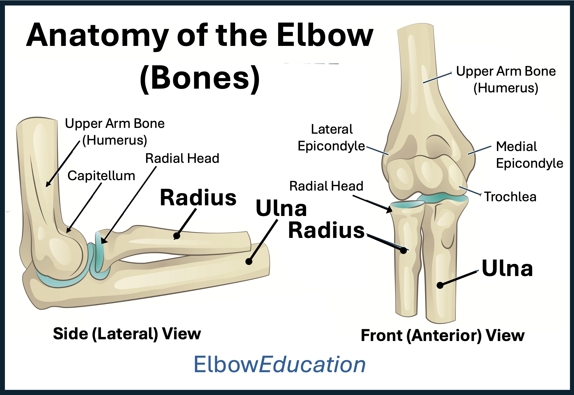Anatomy Of The Elbow Elbow Education