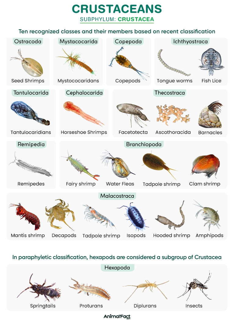 Crustacean Definition Types List Anatomy And Picture
