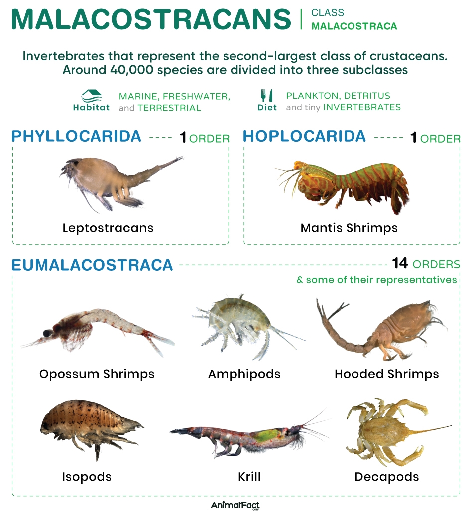 10 legged marine crustacean
