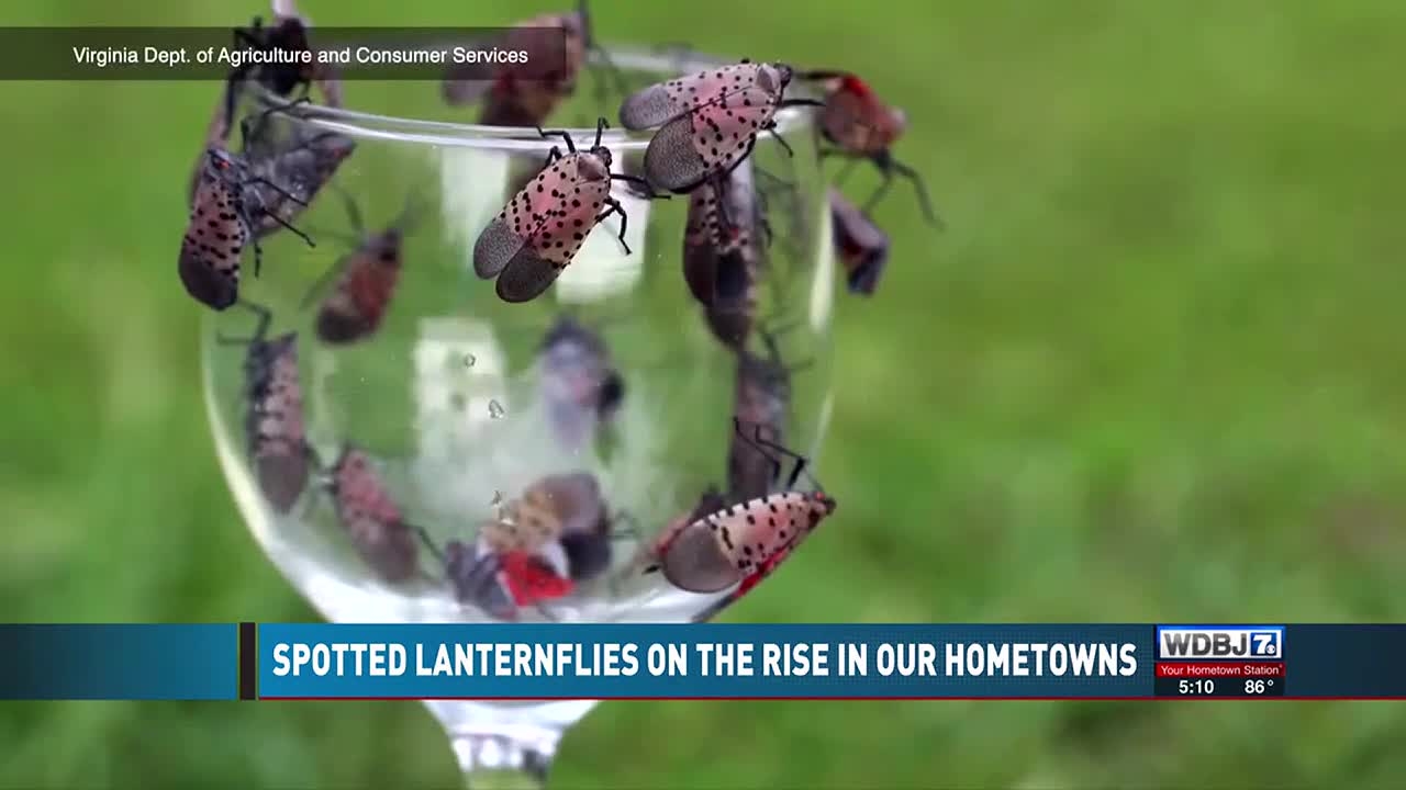 apple orchard pests nyt