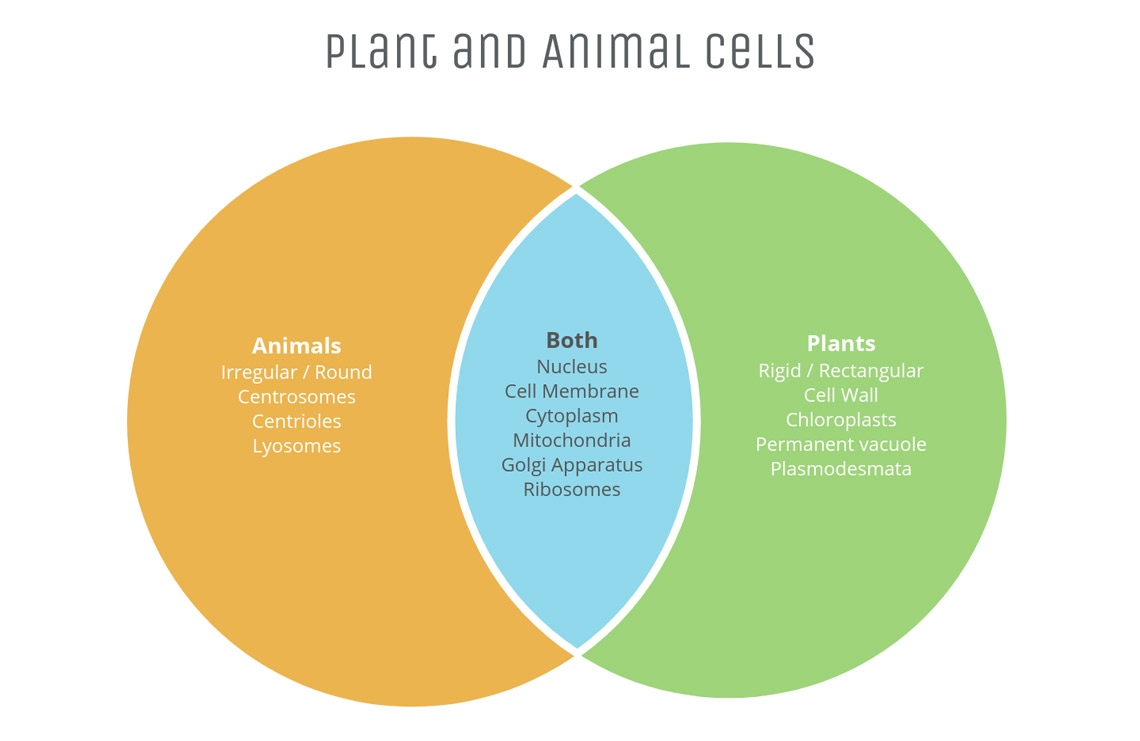 All About The Venn Diagram Vizzlo