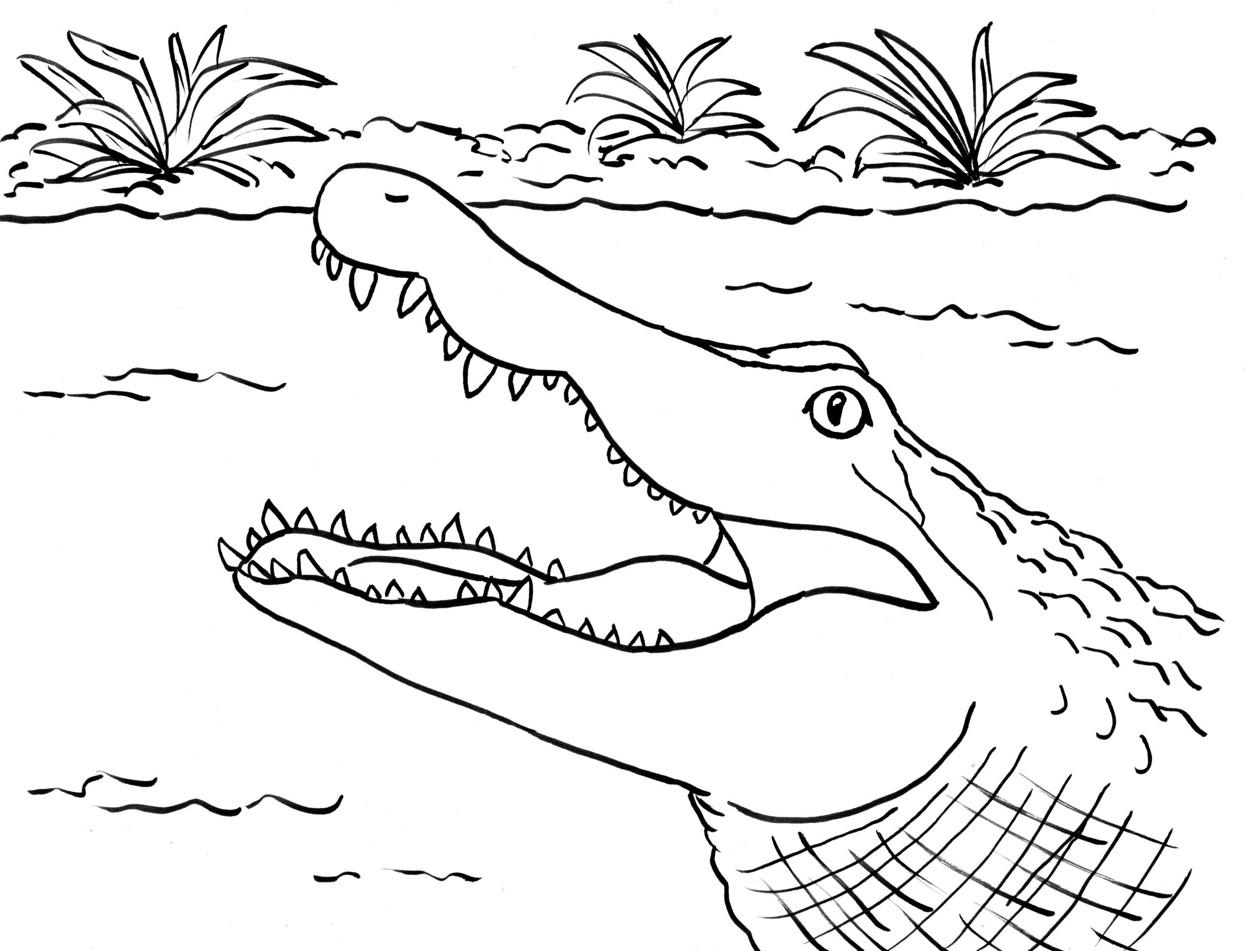 Alligator Coloring Page Art Starts Alligator Coloring Page Art Starts
