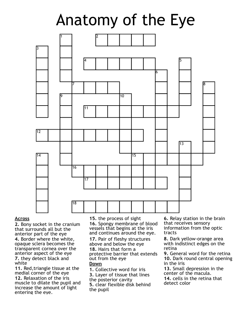 Anatomy Of The Eye Crossword WordMint