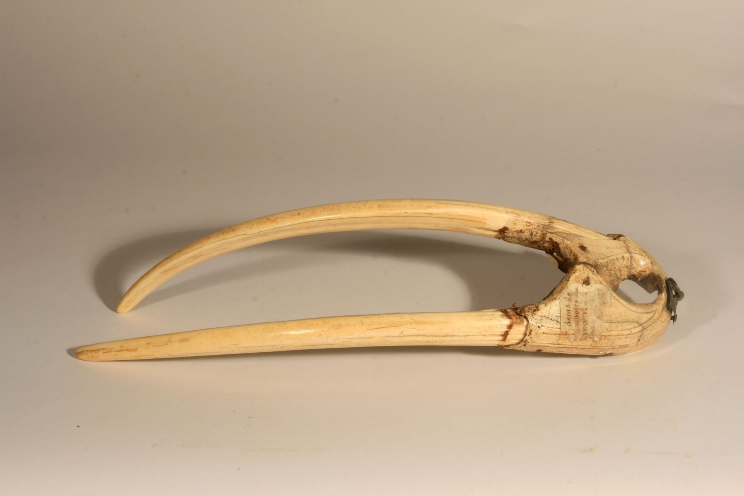 Ancient Norse Trade Revealed In Walrus Ivory National Geographic Ancient Norse Trade Revealed In Walrus Ivory National Geographic
