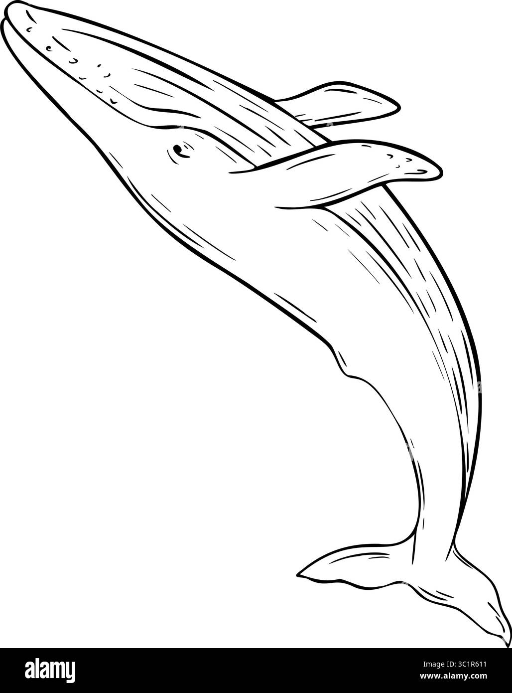 blue whale coloring page blue whale coloring page