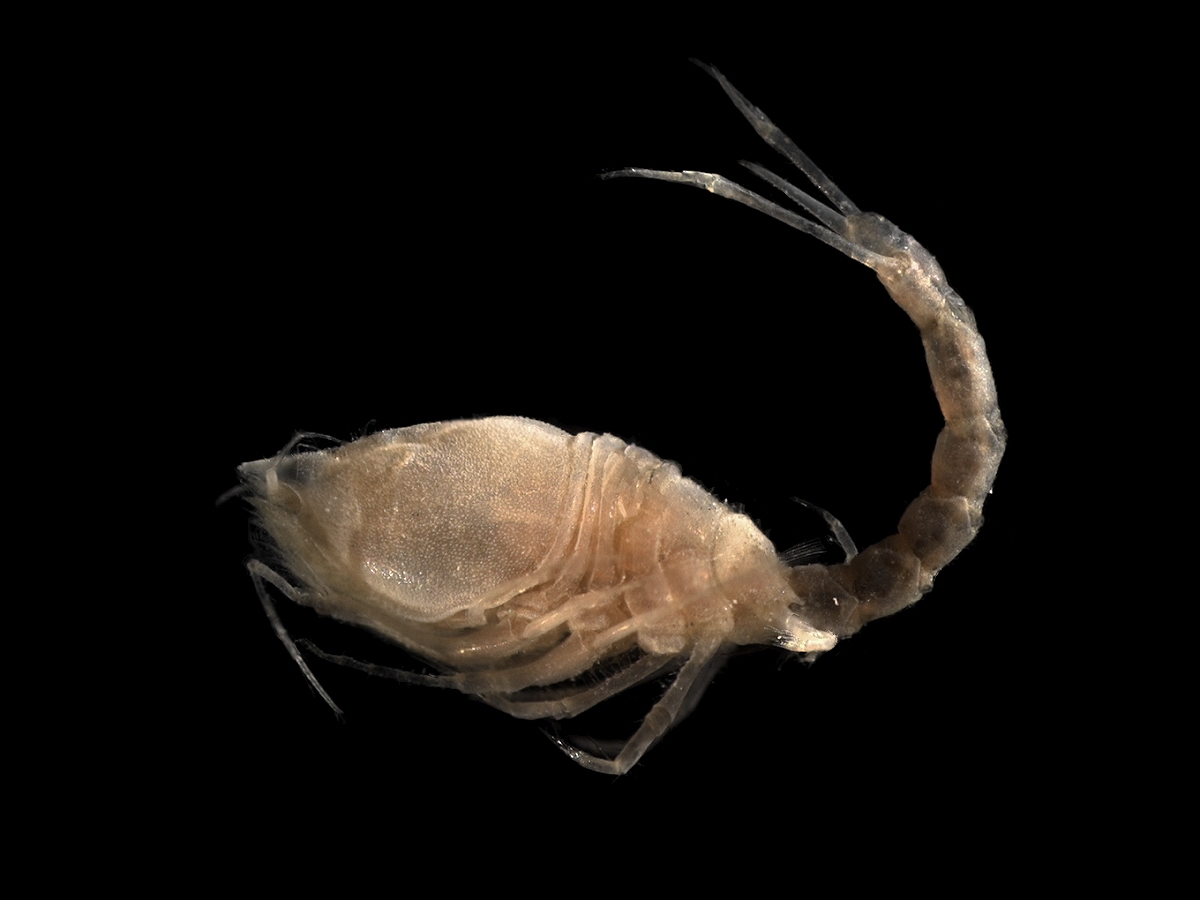 10 legged marine crustacean nyt