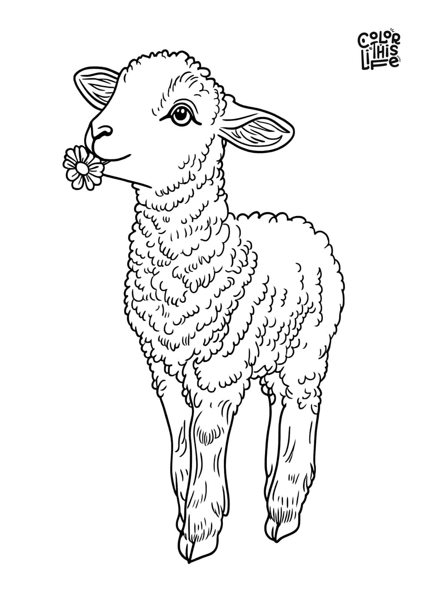 lamb pictures to color