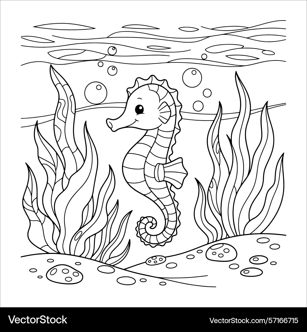 sea horse coloring sheet sea horse coloring sheet