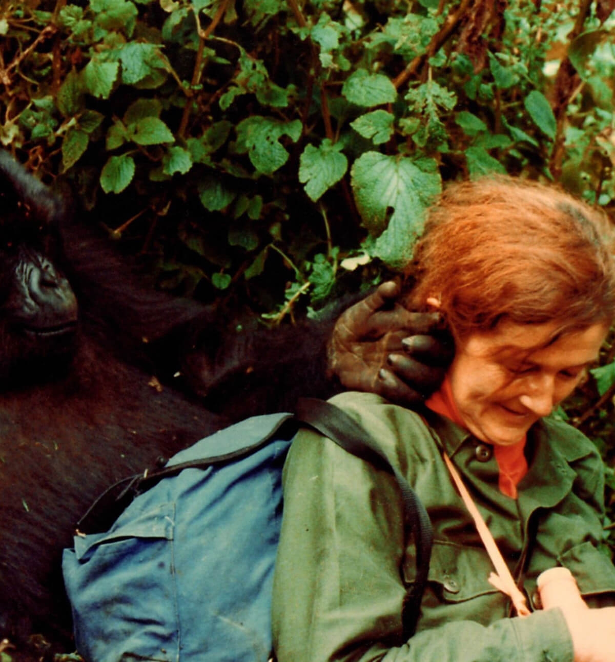 Dian Fossey Gorilla Conservation Hero Legacy In Action One Earth