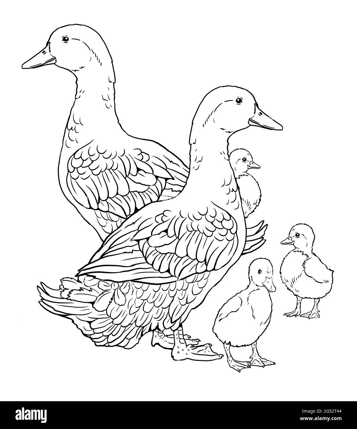 Ducks With Ducklings Coloring Page With Domestic Fowl Digital Drawing With Bird Template For Children To Paint Stock Photo Alamy