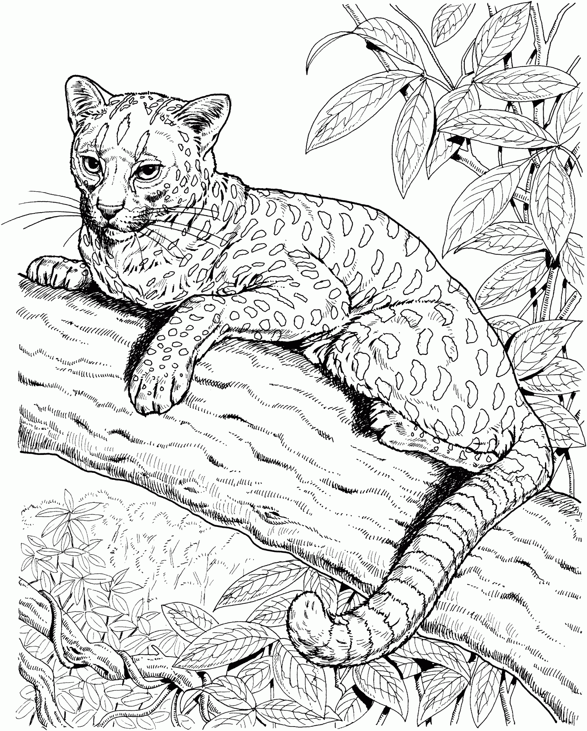 jaguar animal coloring pages jaguar animal coloring pages