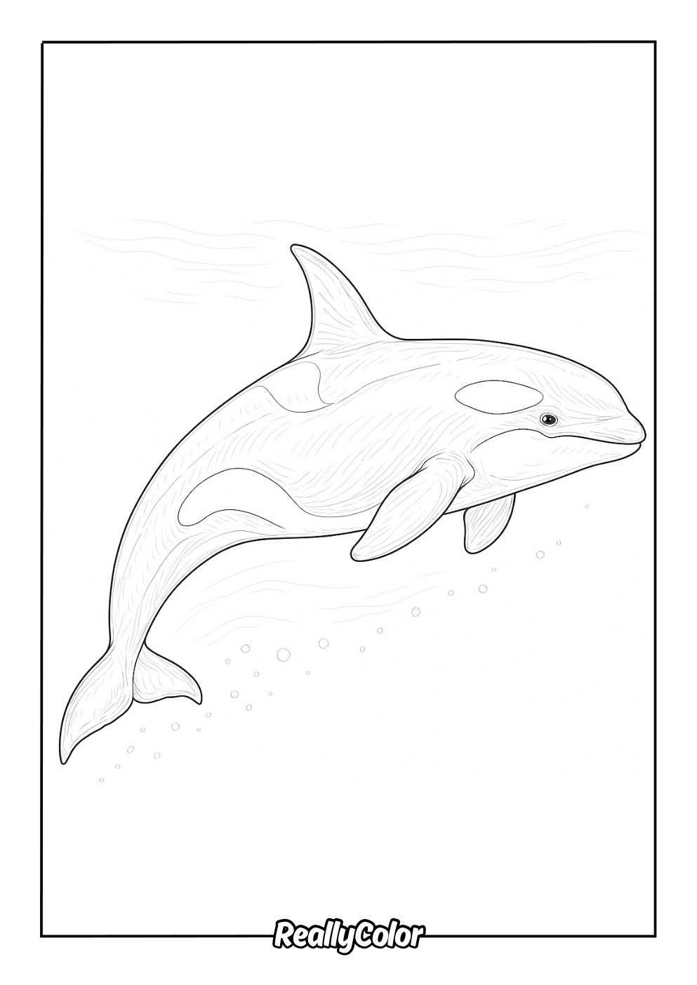 Free Printable Orca Coloring Pages