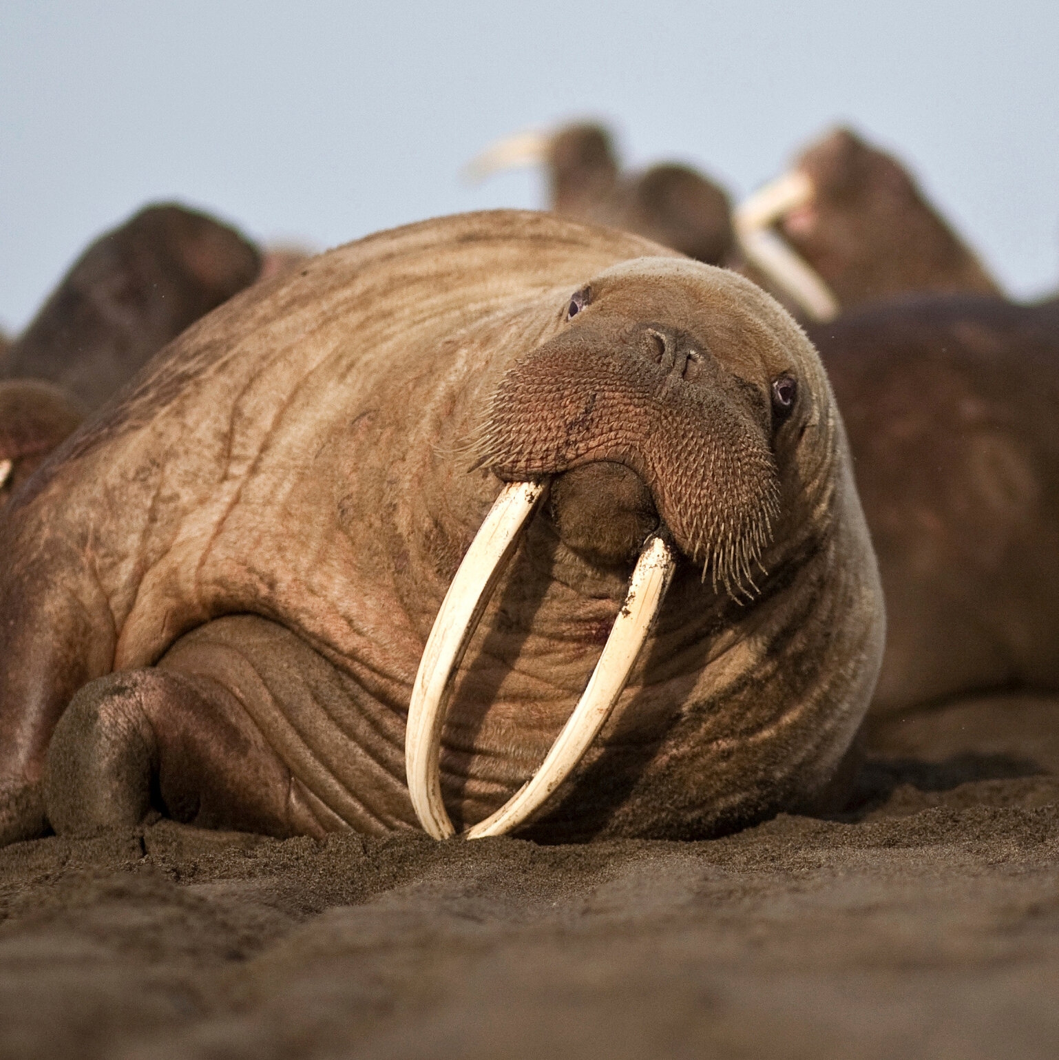 How Did Elephants And Walruses Get Their Tusks It s A Long Story The New York Times How Did Elephants And Walruses Get Their Tusks It s A Long Story The New York Times