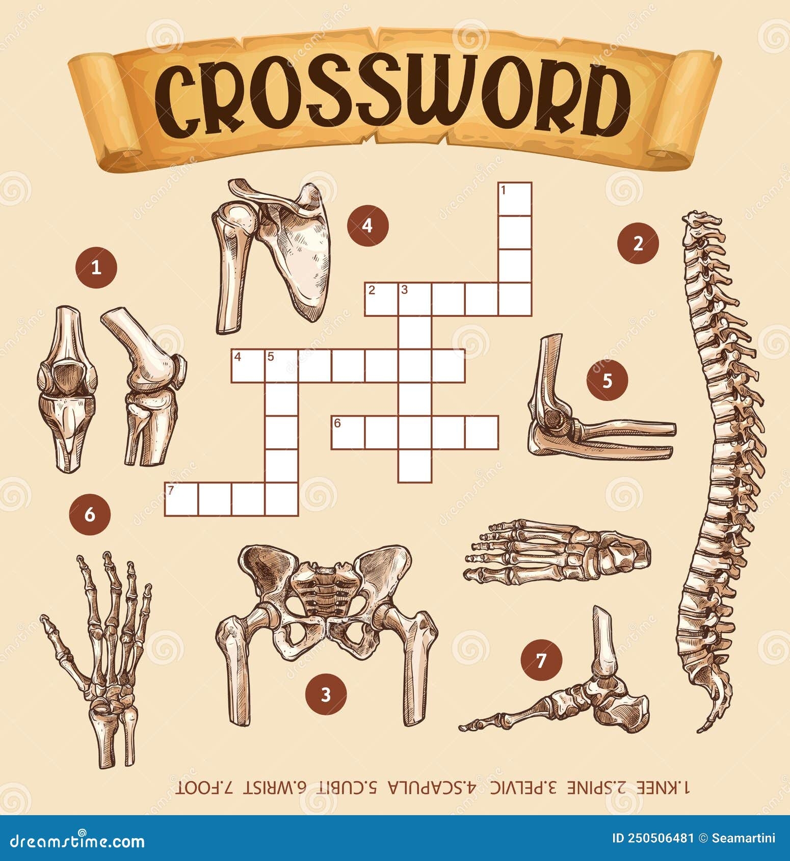 ankle bones crossword