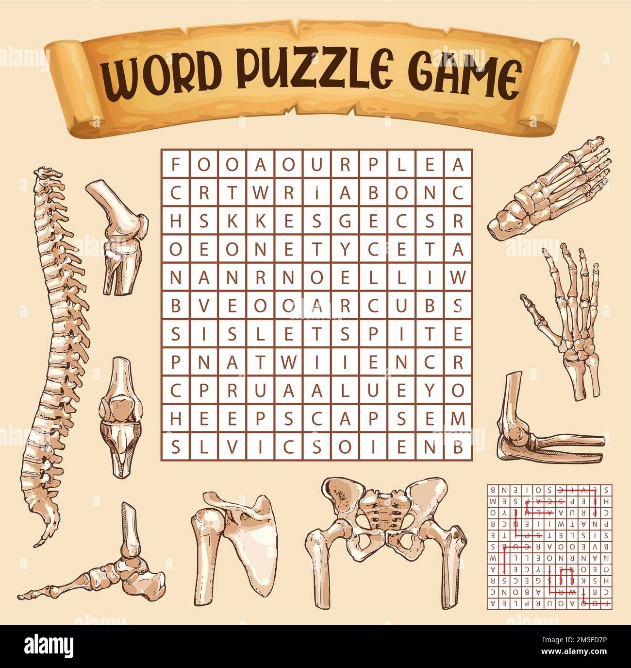 Human Bones Word Search Puzzle Game Worksheet Vector Riddle Quiz Kids Word Search Grid To Find Words Of Human Body Anatomy Bones Of Wrist Knee Or Root And Pelvic Pacsula And Cubit