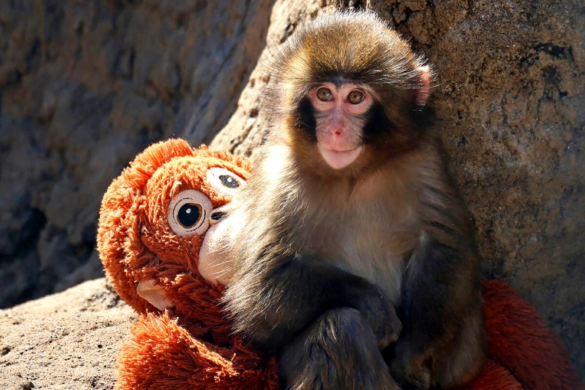 Punch Baby Monkey Makes Us Laugh Cry See Ourselves In His Struggle Los Angeles Times