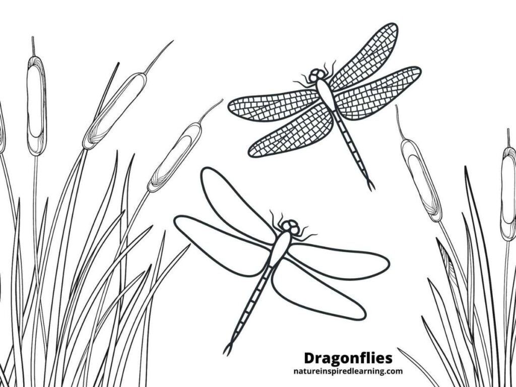 coloring page of a dragonfly