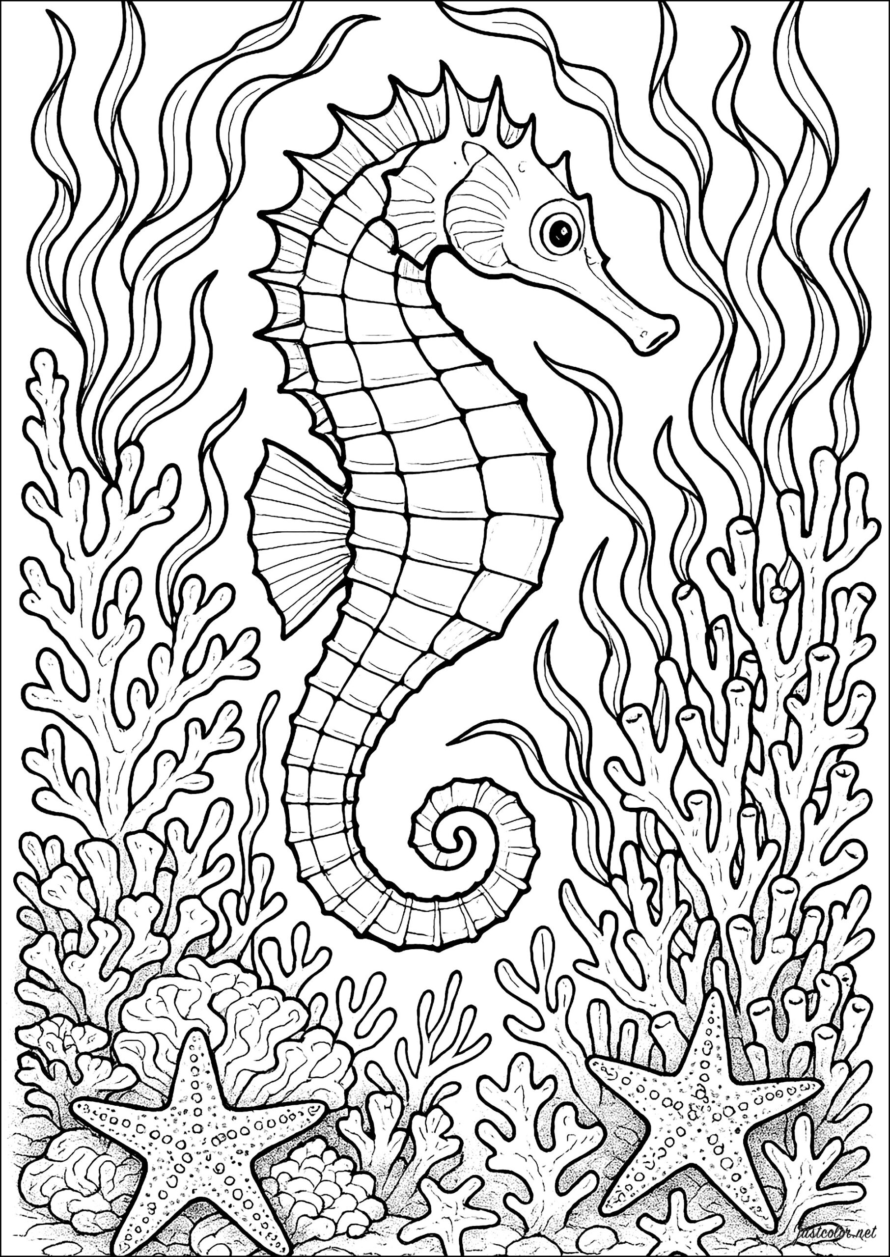 Realistic Seahorse Sea Creatures Coloring Pages Realistic Seahorse Sea Creatures Coloring Pages