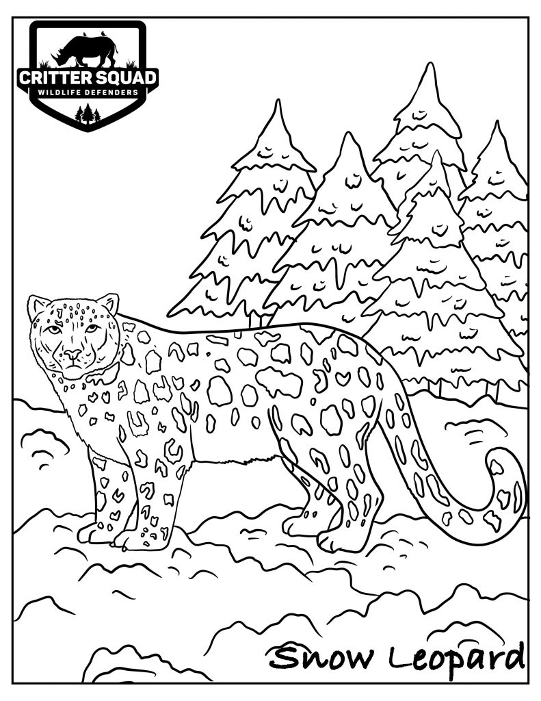 Snow Leopard Coloring Page C S W D