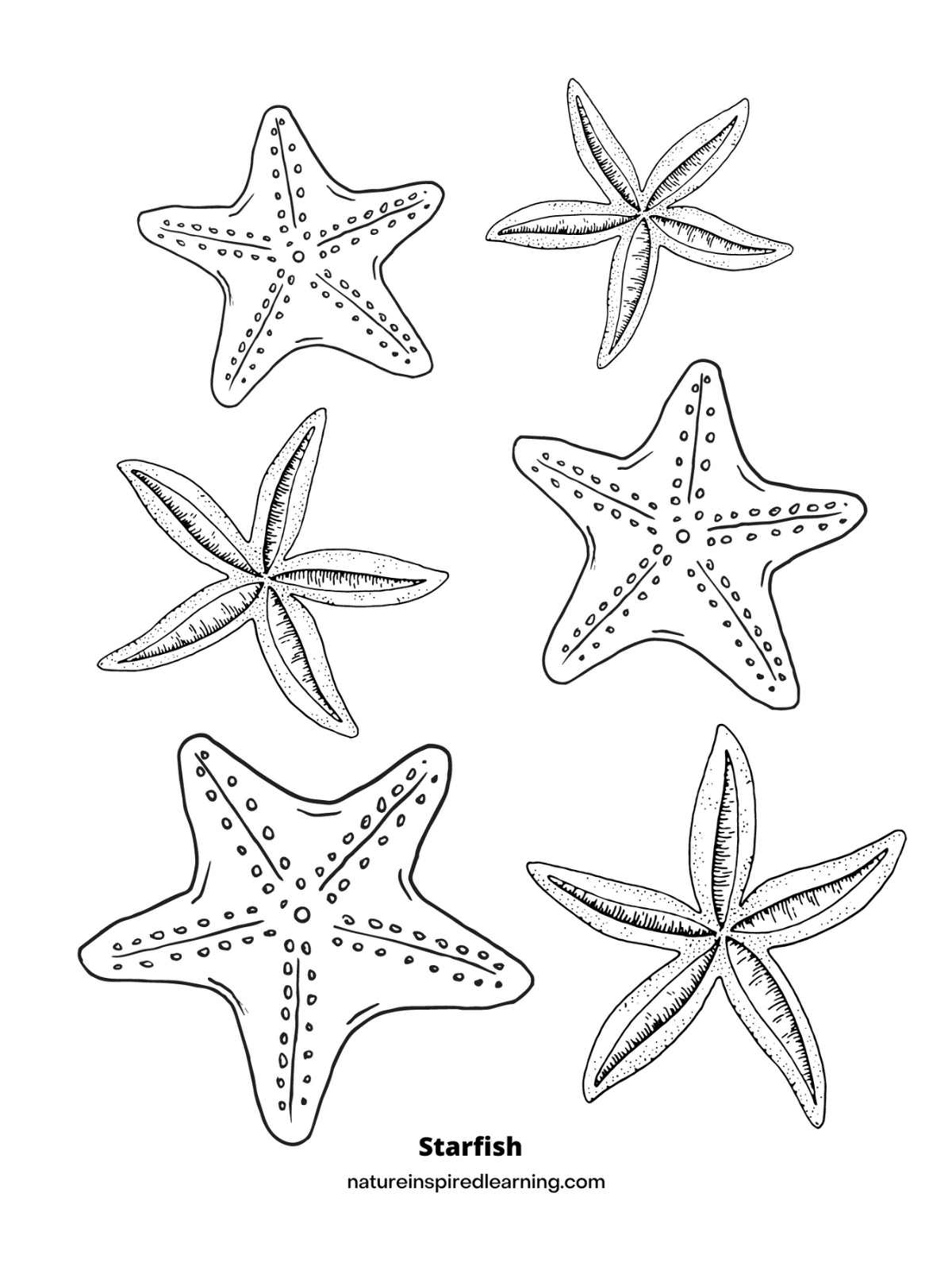 Starfish Coloring Pages Nature Inspired Learning