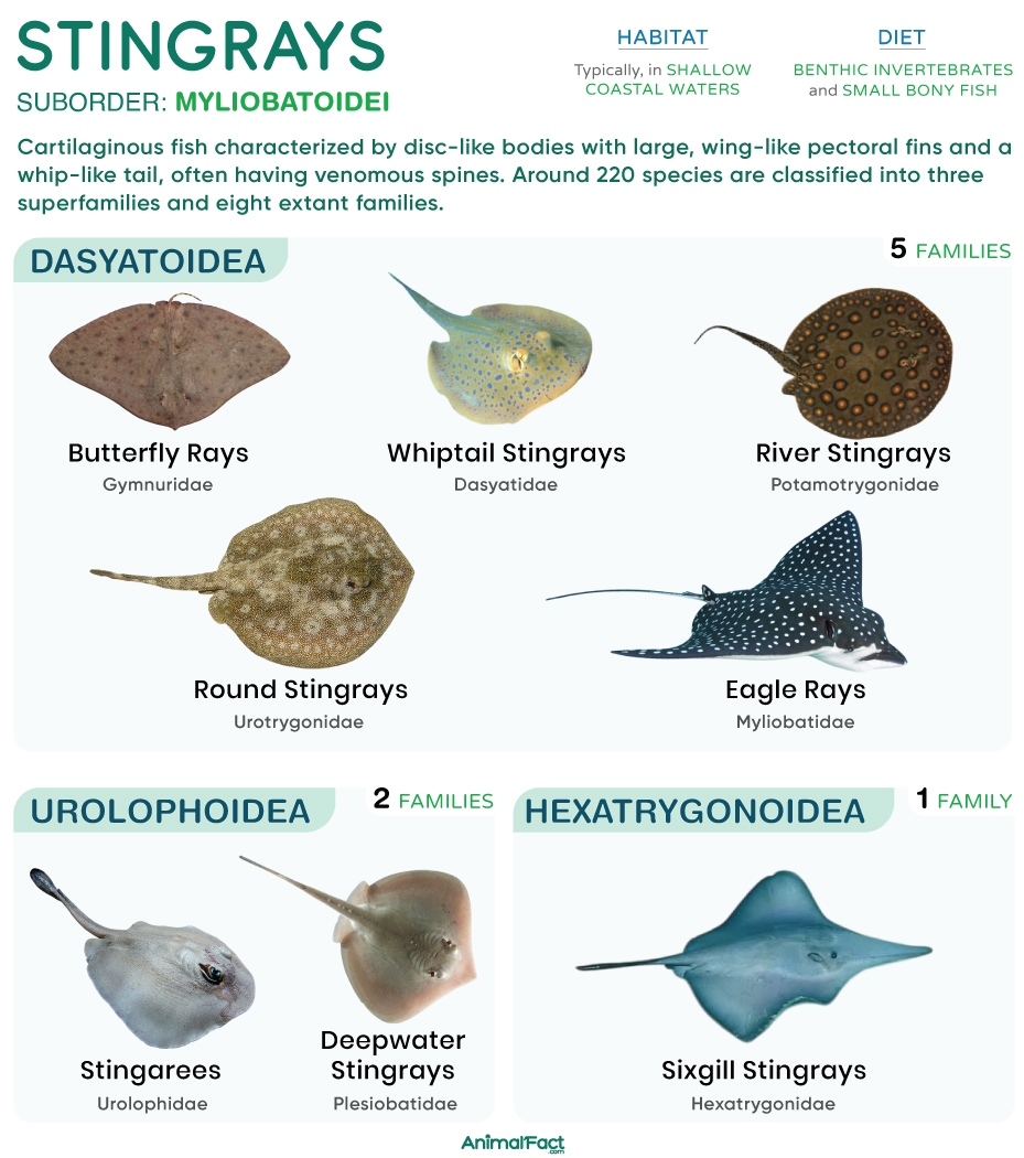 Stingray Types Anatomy Habitat Diet Life Cycle Pictures Stingray Types Anatomy Habitat Diet Life Cycle Pictures