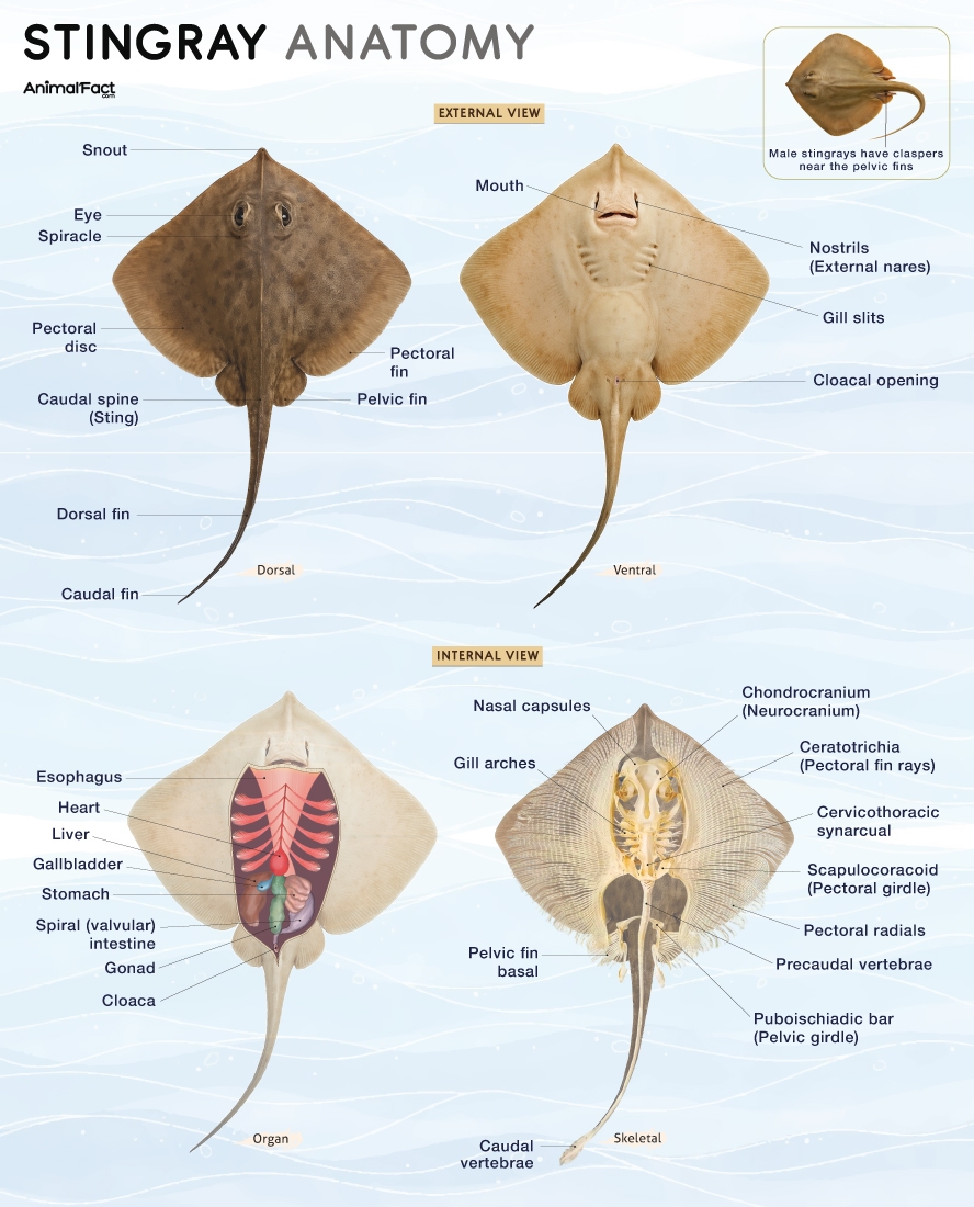 Stingray Types Anatomy Habitat Diet Life Cycle Pictures Stingray Types Anatomy Habitat Diet Life Cycle Pictures