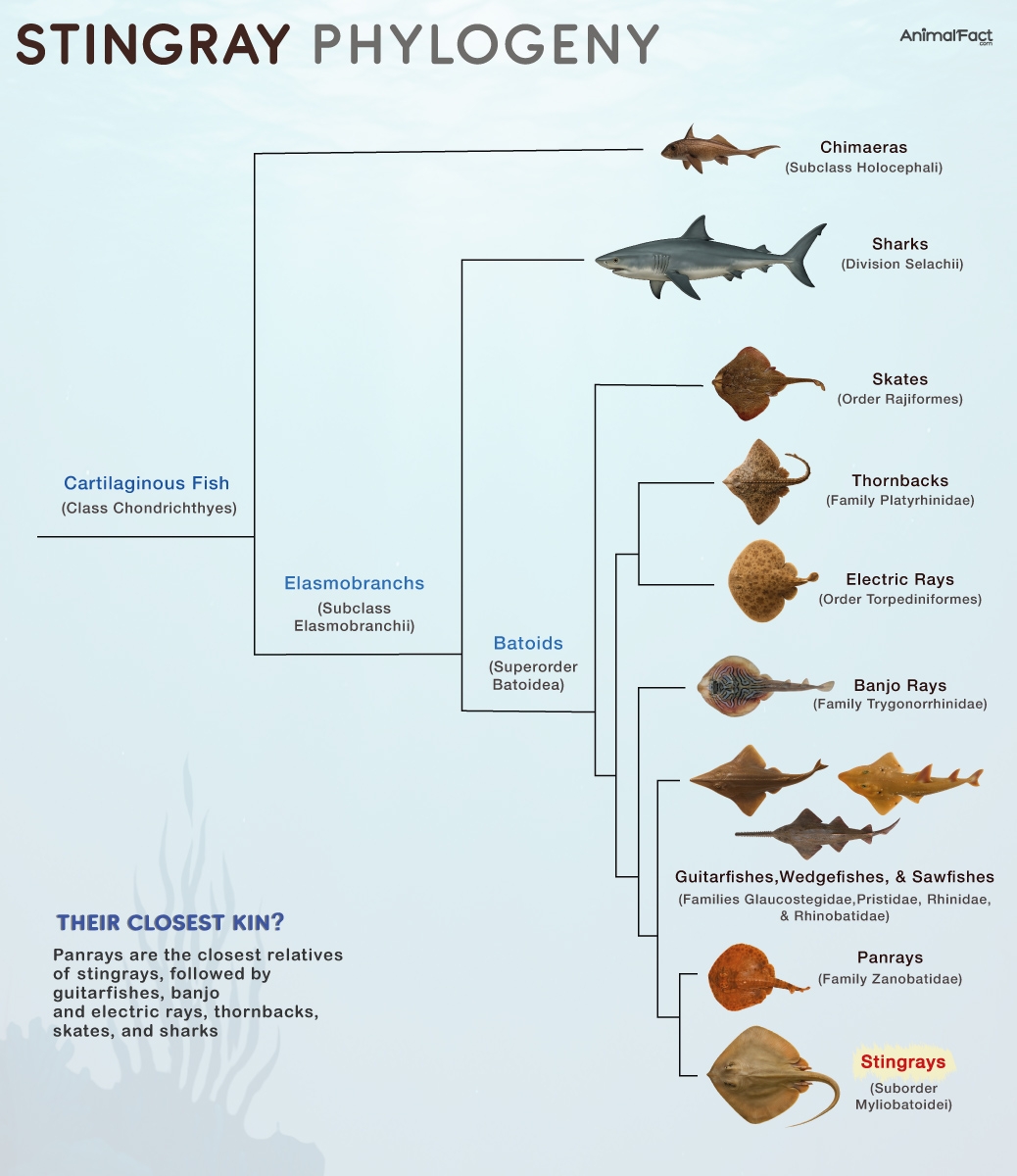 Stingray Types Anatomy Habitat Diet Life Cycle Pictures Stingray Types Anatomy Habitat Diet Life Cycle Pictures