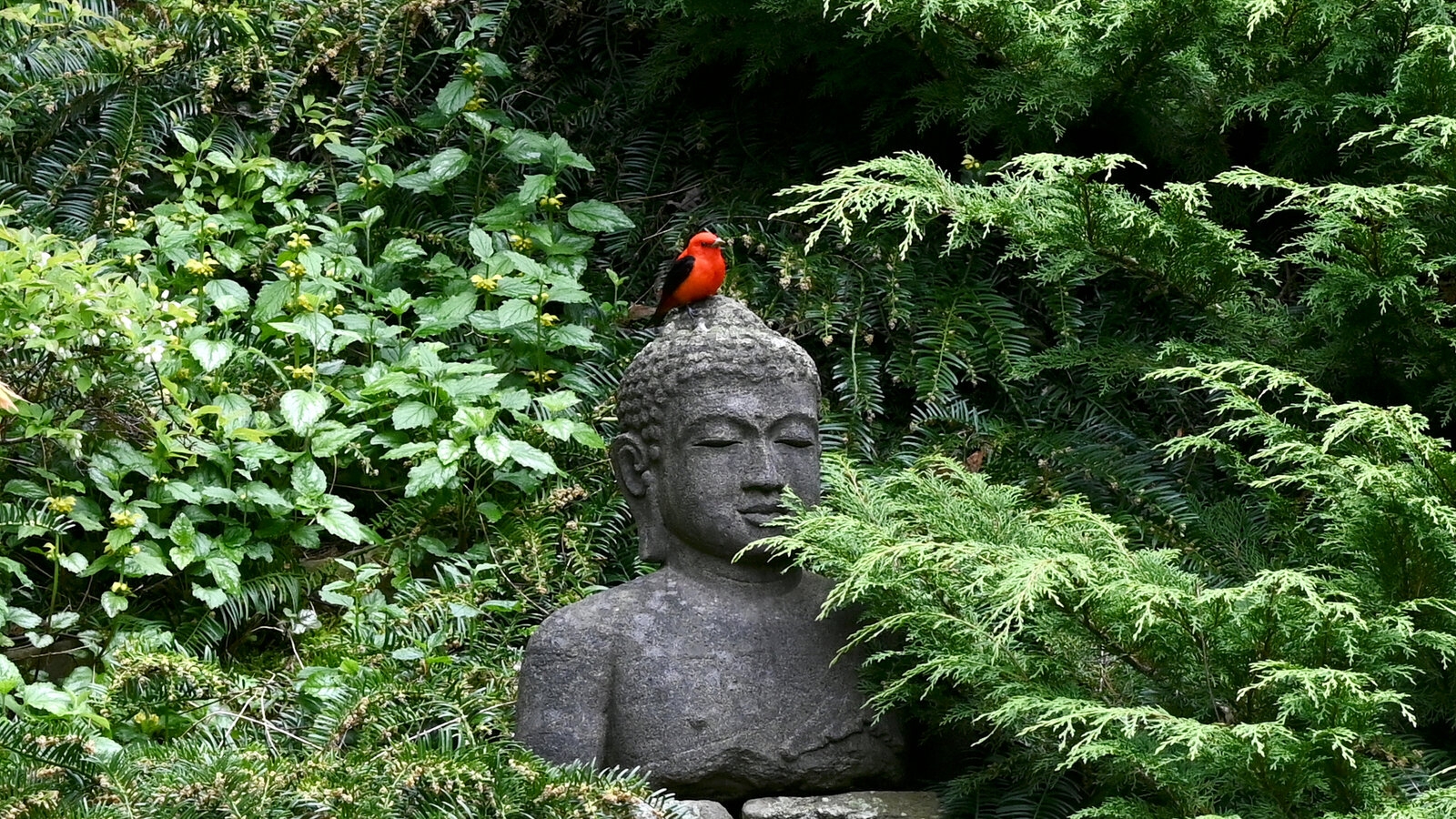 nature photography perhaps crossword clue nature photography perhaps crossword clue