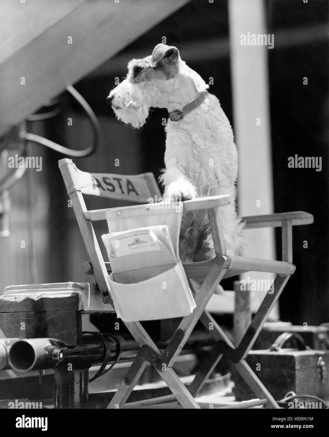THIN MAN Series Dog Star Asta 1945 Stock Photo Alamy