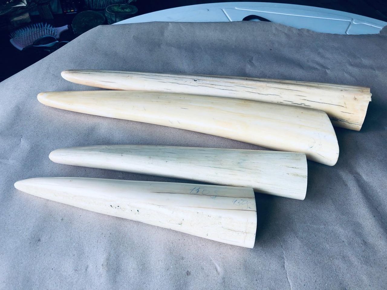 material in walrus tusk nyt material in walrus tusk nyt