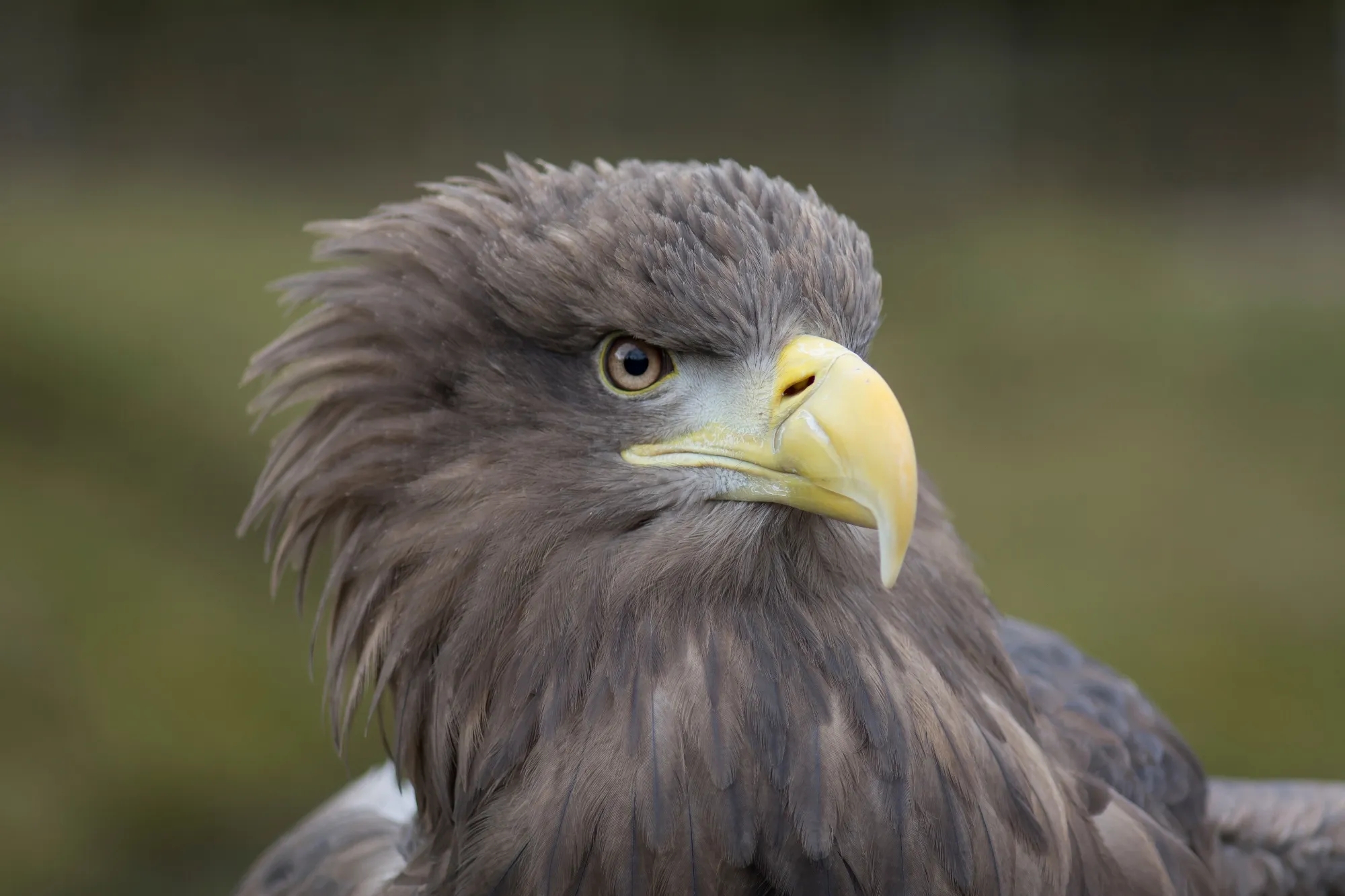 White Tailed Eagle Facts Haliaeetus Albicilla White Tailed Eagle Facts Haliaeetus Albicilla