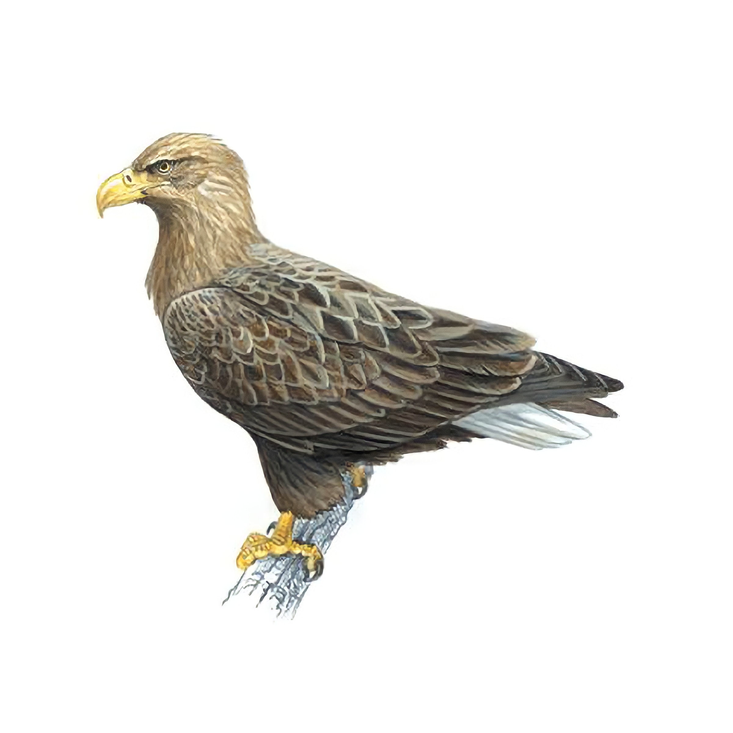 White Tailed Eagle Facts Haliaeetus Albicilla White Tailed Eagle Facts Haliaeetus Albicilla