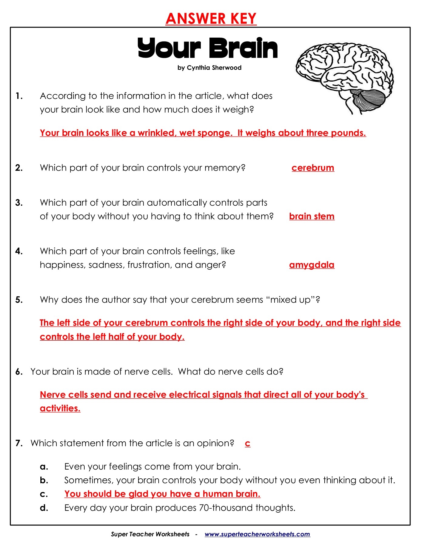 Your Brain Superteacherworksheets Worksheets Library Worksheets Library