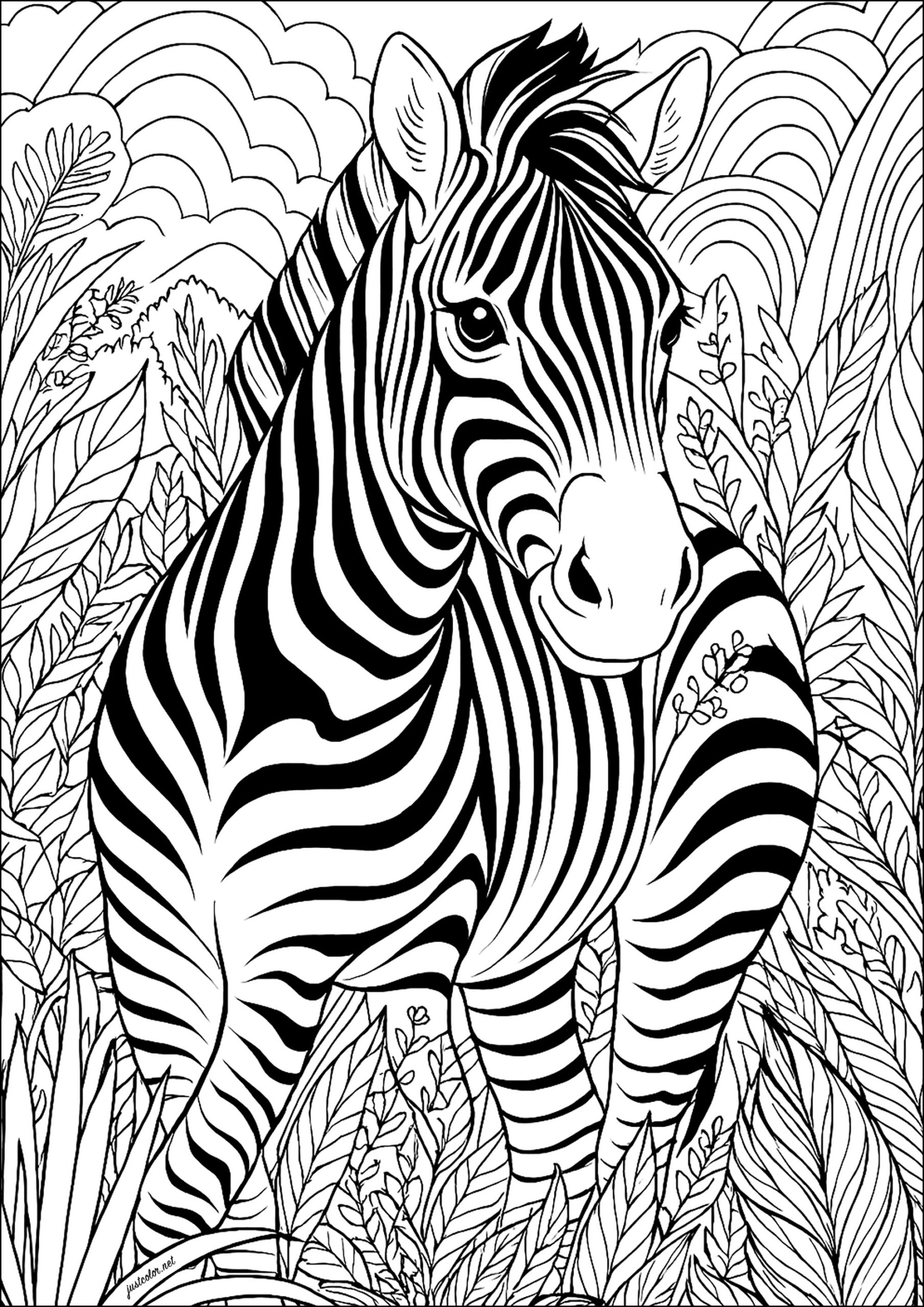 coloring pages of zebras coloring pages of zebras