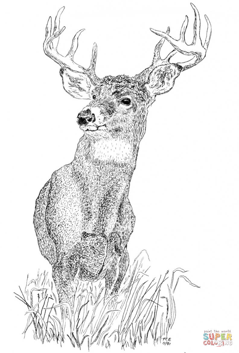Buck Coloring Page Free Printable Buck Coloring Page Free Printable