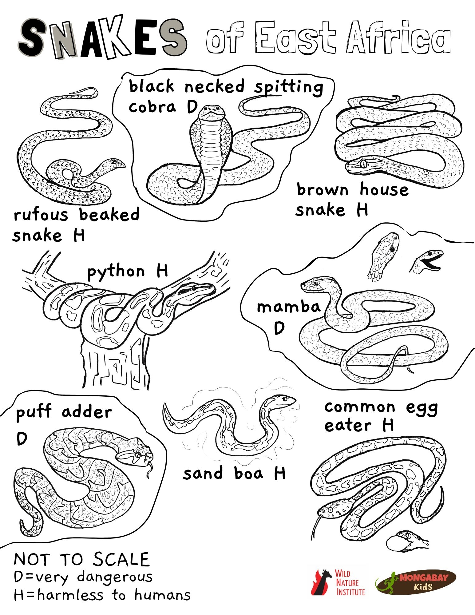 colouring pages of snakes
