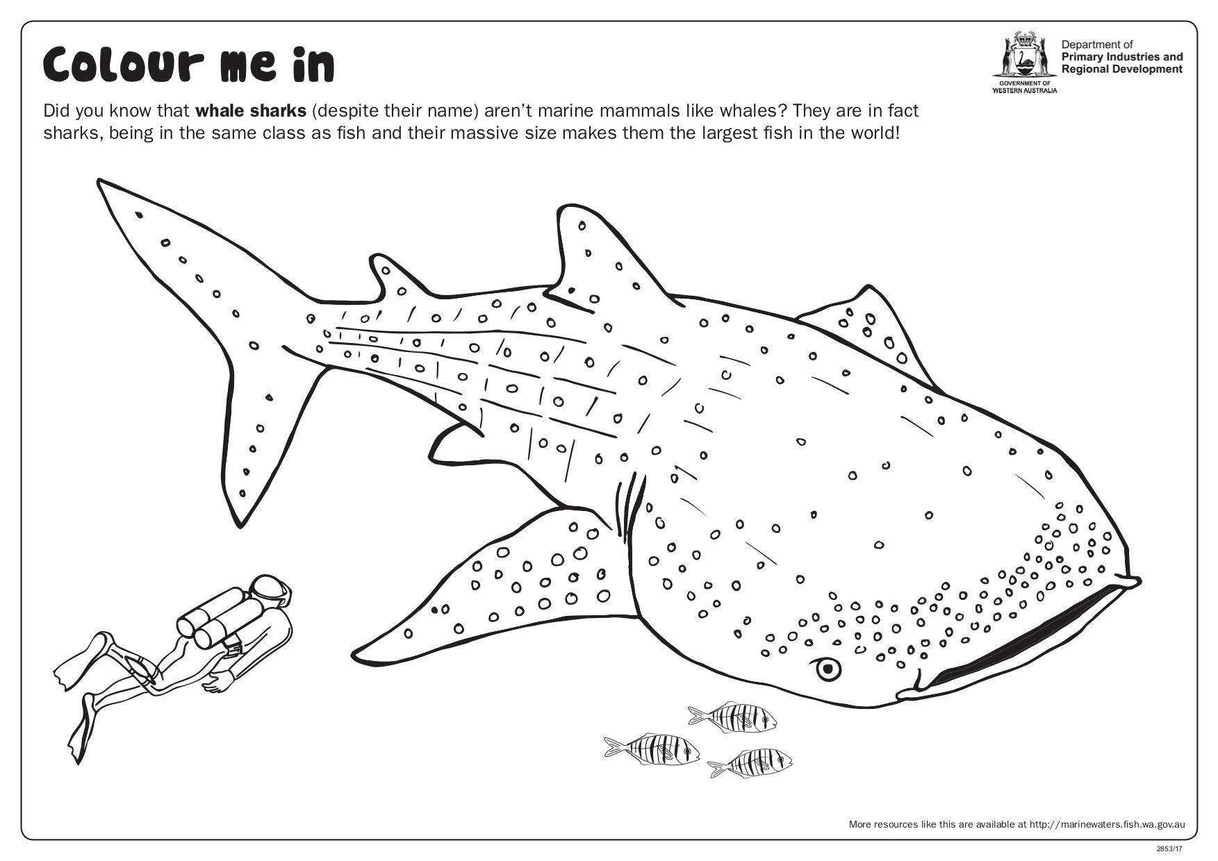 whale shark coloring page