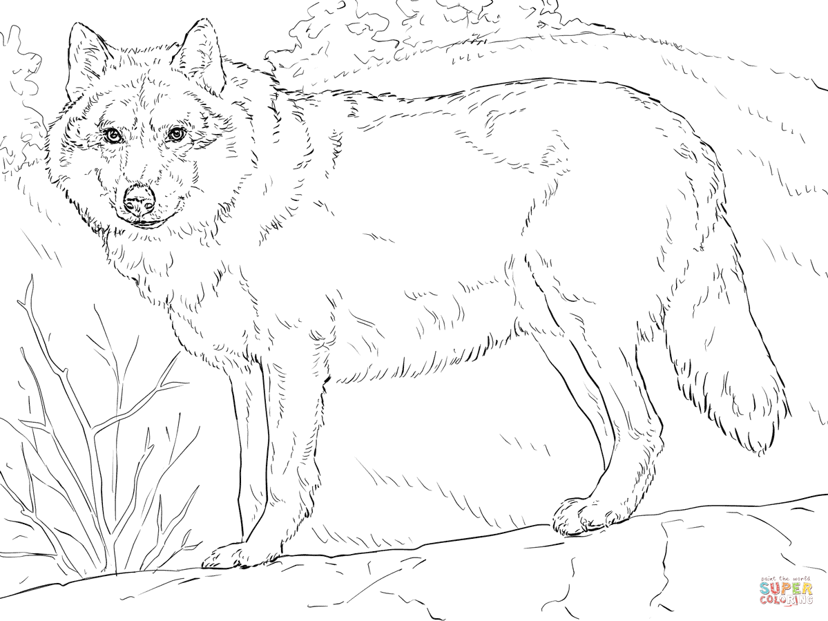 Grey Wolf Coloring Page Free Printable Grey Wolf Coloring Page Free Printable