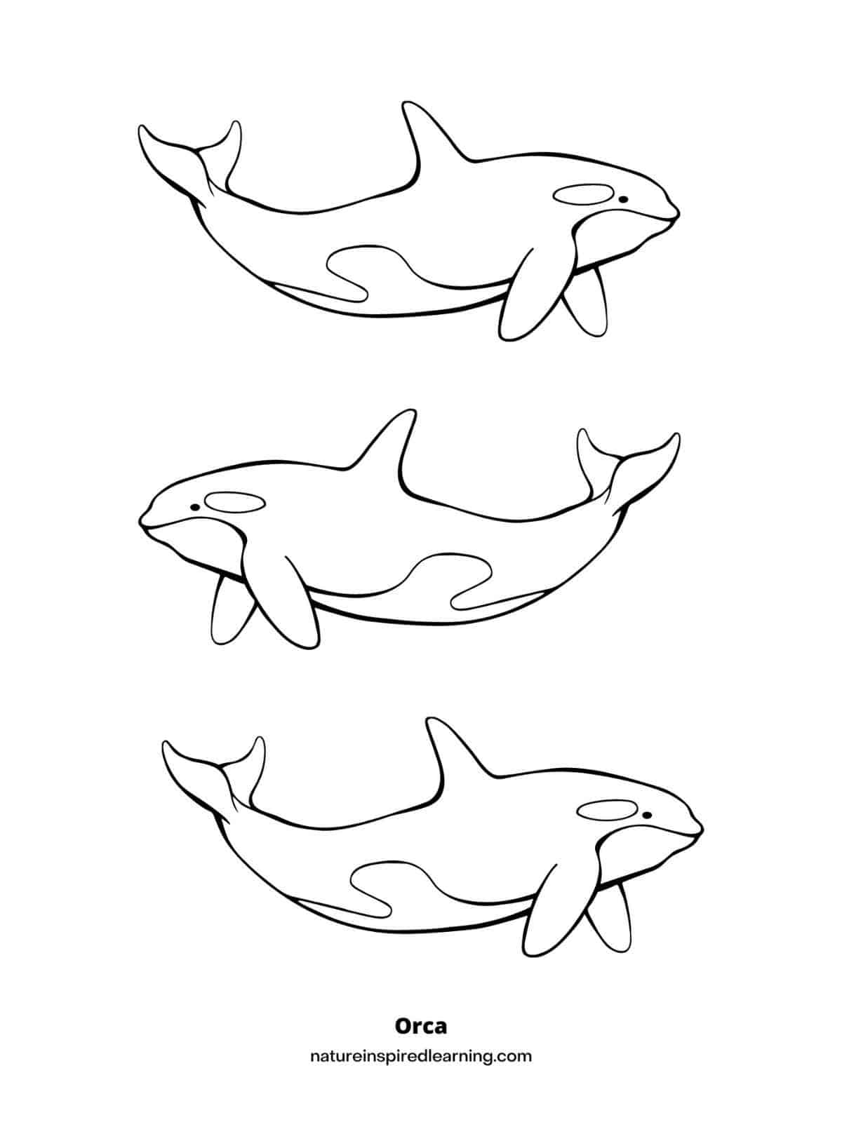 killer whale coloring page killer whale coloring page