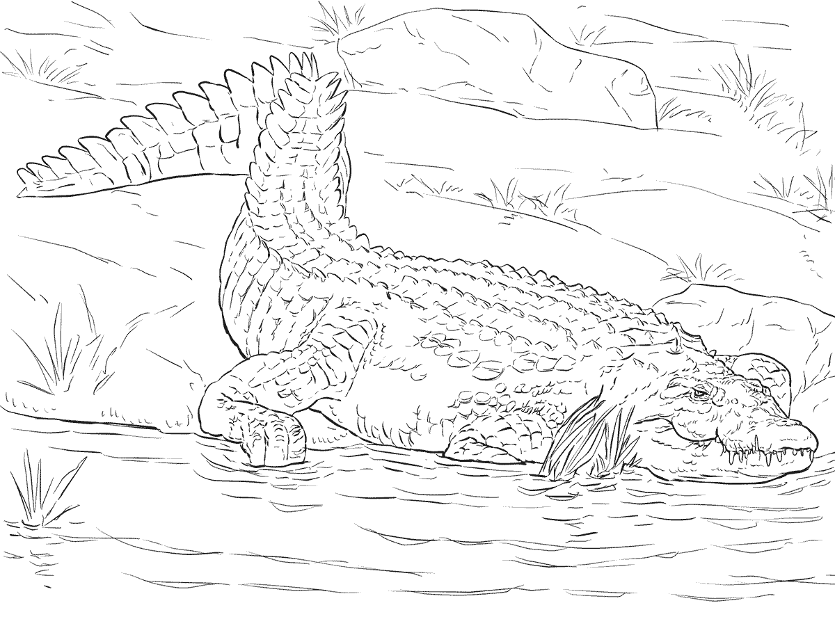 Realistic Nile Crocodile Coloring Page Free Printable Realistic Nile Crocodile Coloring Page Free Printable