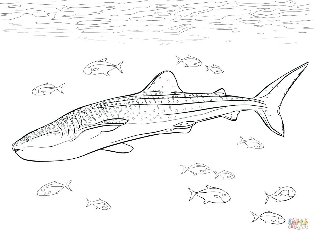 Realistic Whale Shark Coloring Page Free Printable